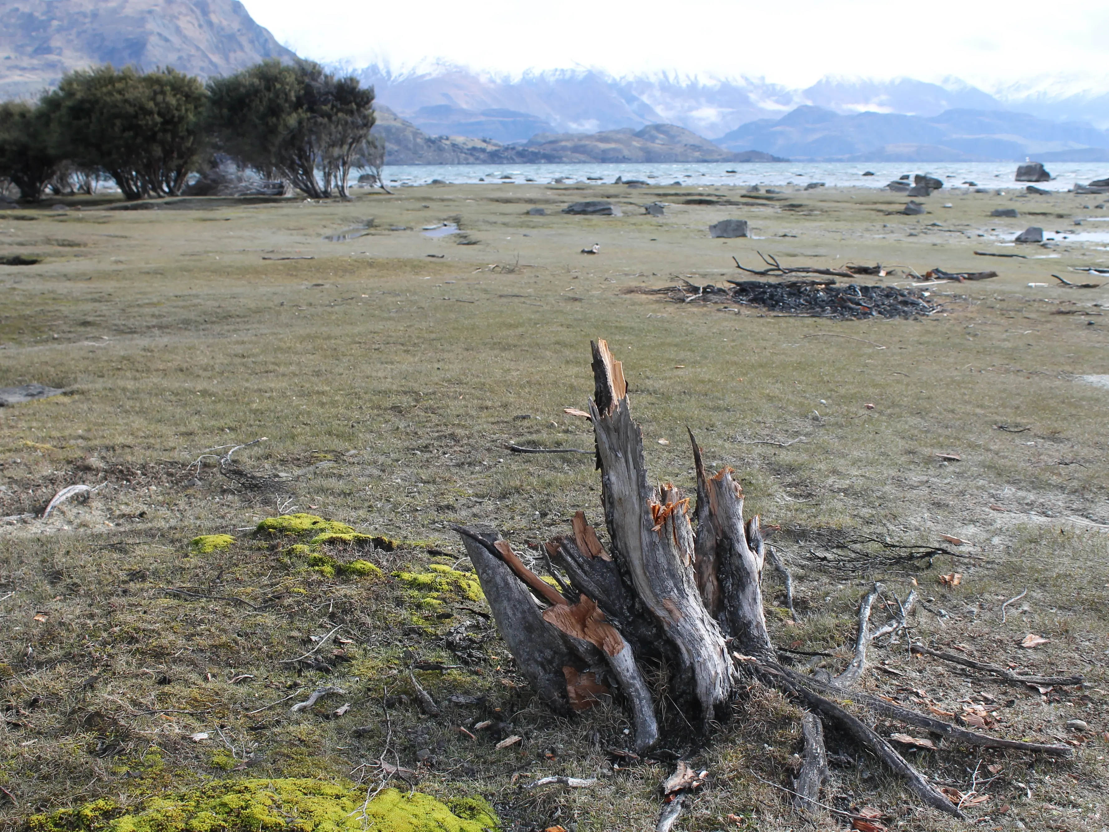Kānuka cut down for campfire reinforces freedom camping risks: campaigner