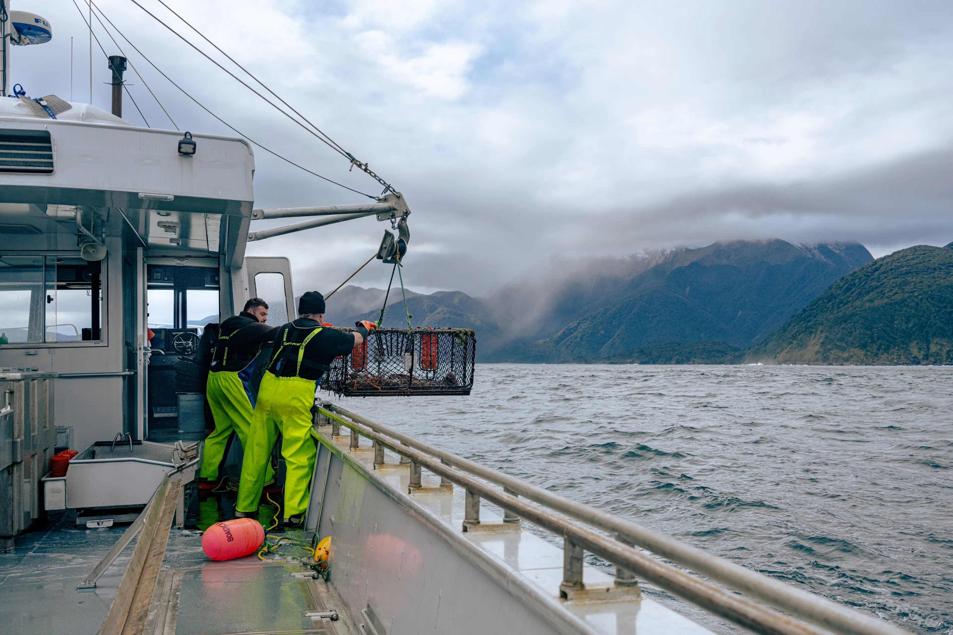 A lobster trap is hauled out of the water near Fiordland. Photo: Fiordland Lobster Company