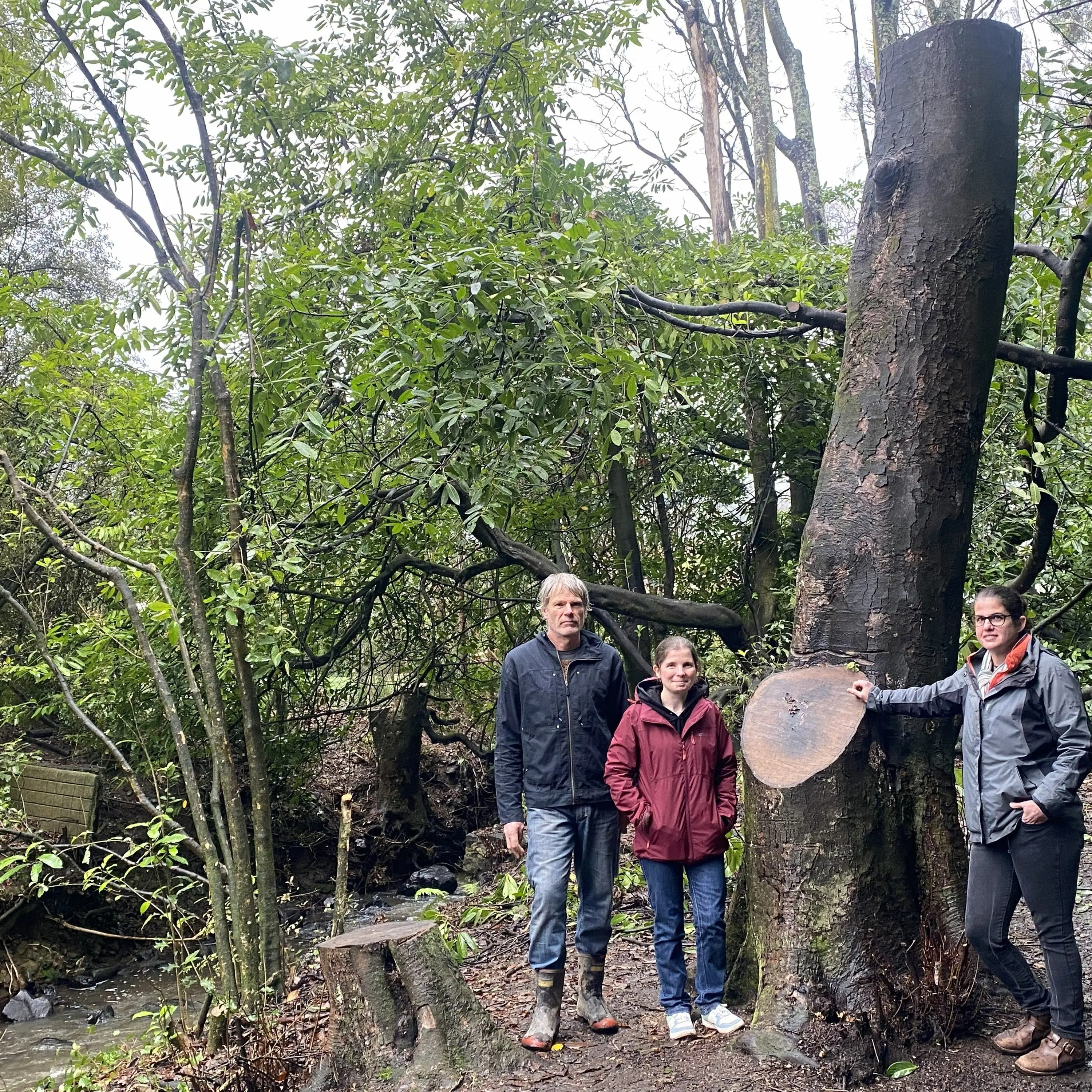 Boost for ground-level battle with sycamores in the valley