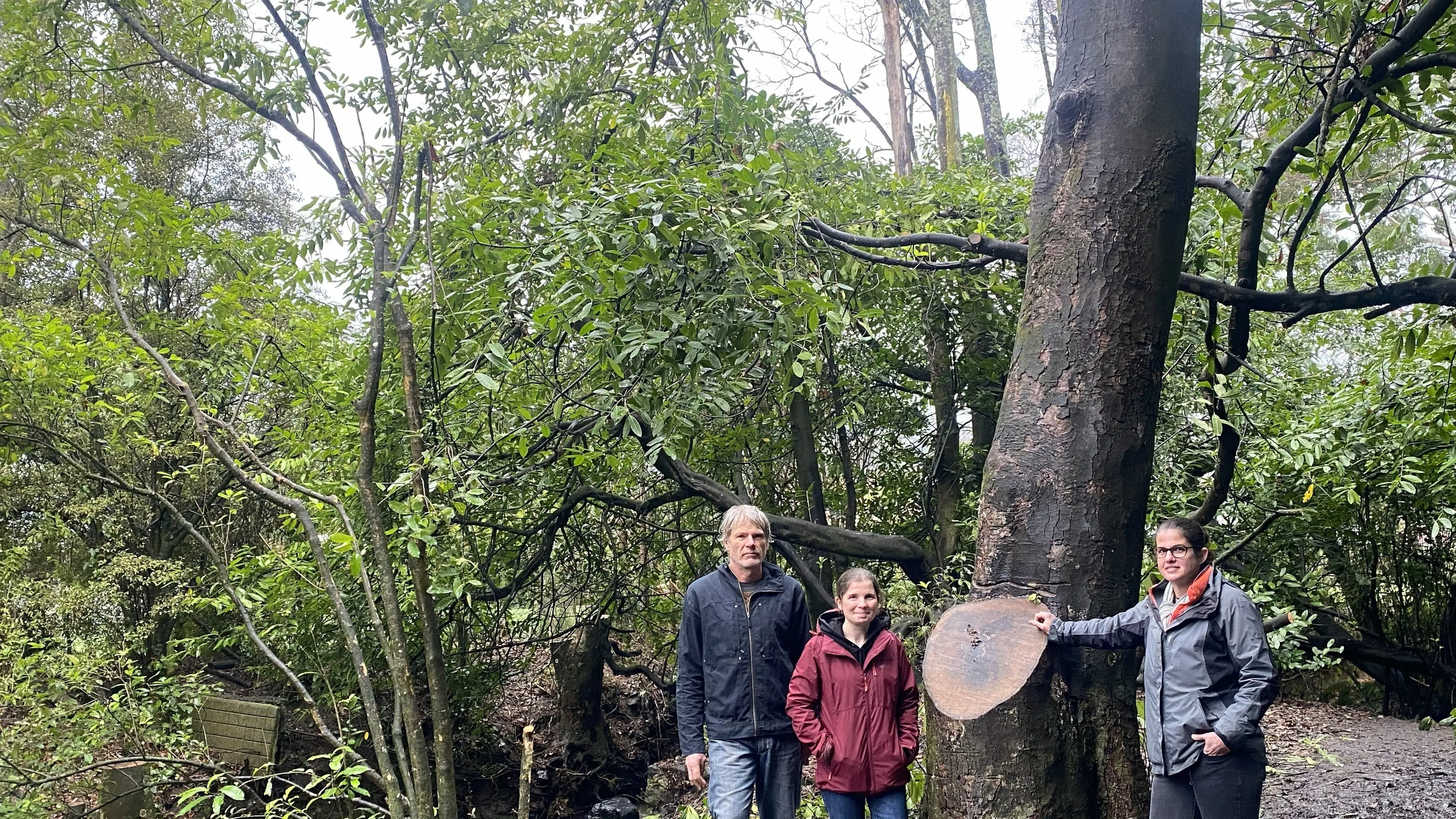 Boost for ground-level battle with sycamores in the valley