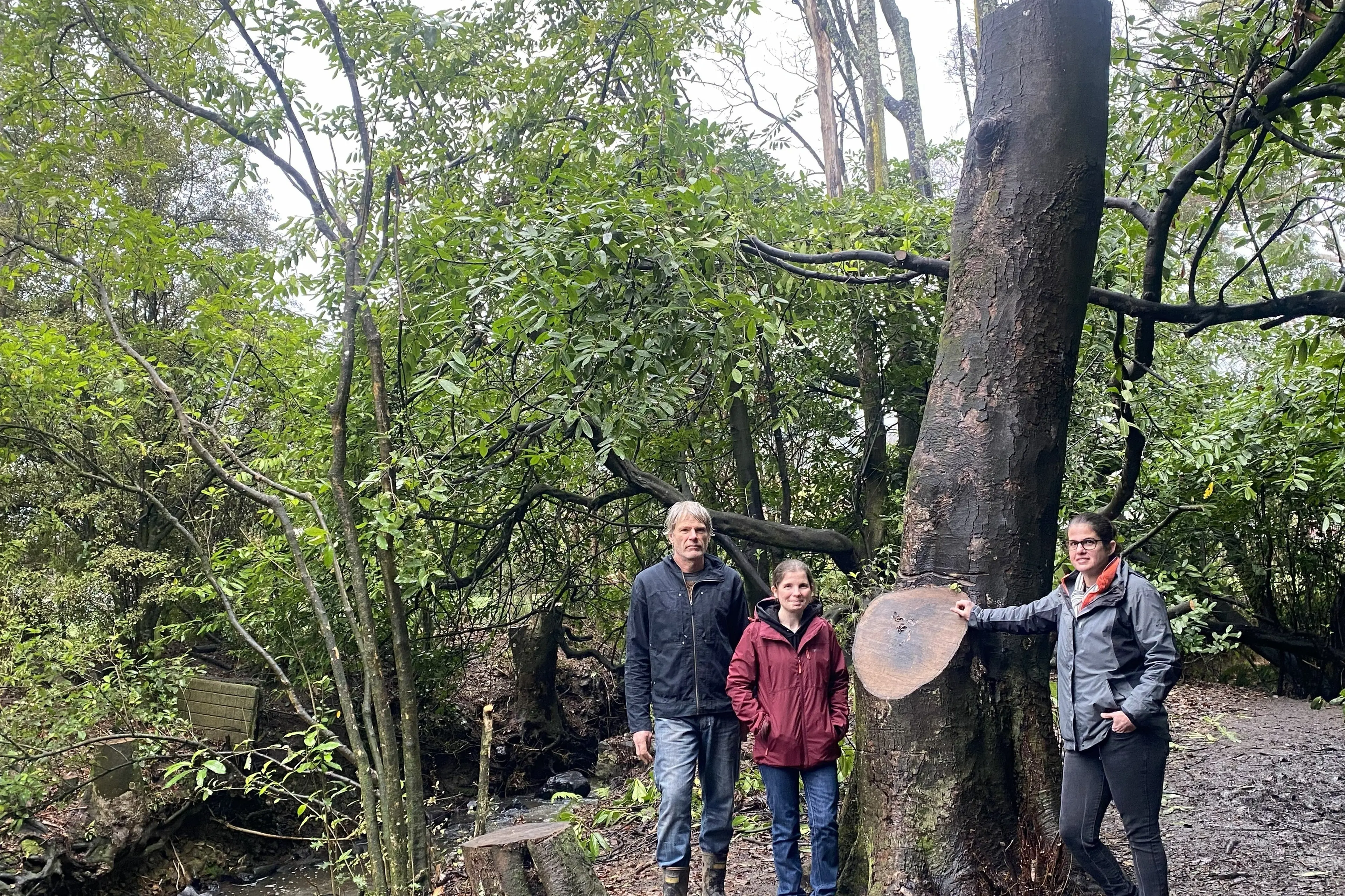 The Valley Project Open Valley Urban Ecosanctuary (Open Vue) manager Jennie Wagner (right) and Sycamore Removal Squad volunteers Ben Nicholls (left) and Emily Peterson are pictured with the large stump of a removed sycamore alongside Lyndsay Creek as it flows through Chingford Park, North East Valley. Photo: Brenda Harwood