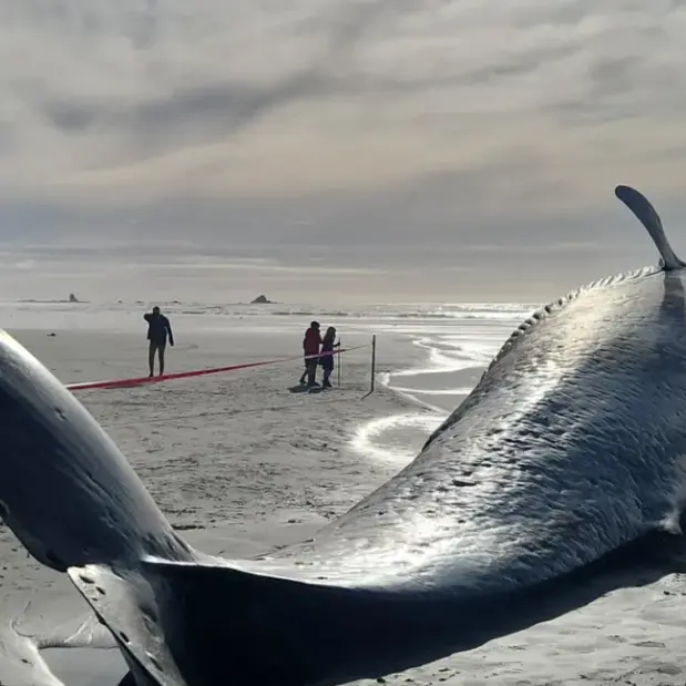Blue whale washes up on West Coast