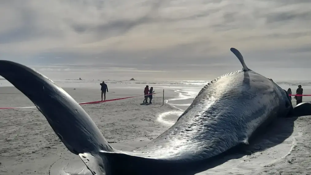 Blue whale washes up on West Coast