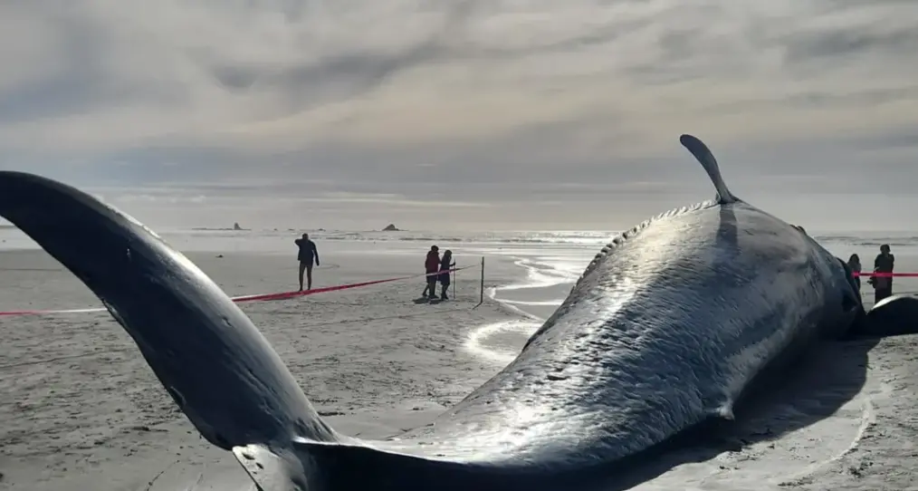Blue whale washes up on West Coast