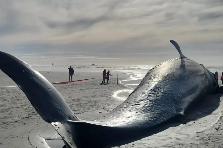 The 21-metre- long whale washed ashore at Carters Beach, near Westport, on Tuesday. Photo: Supplied / Trace L