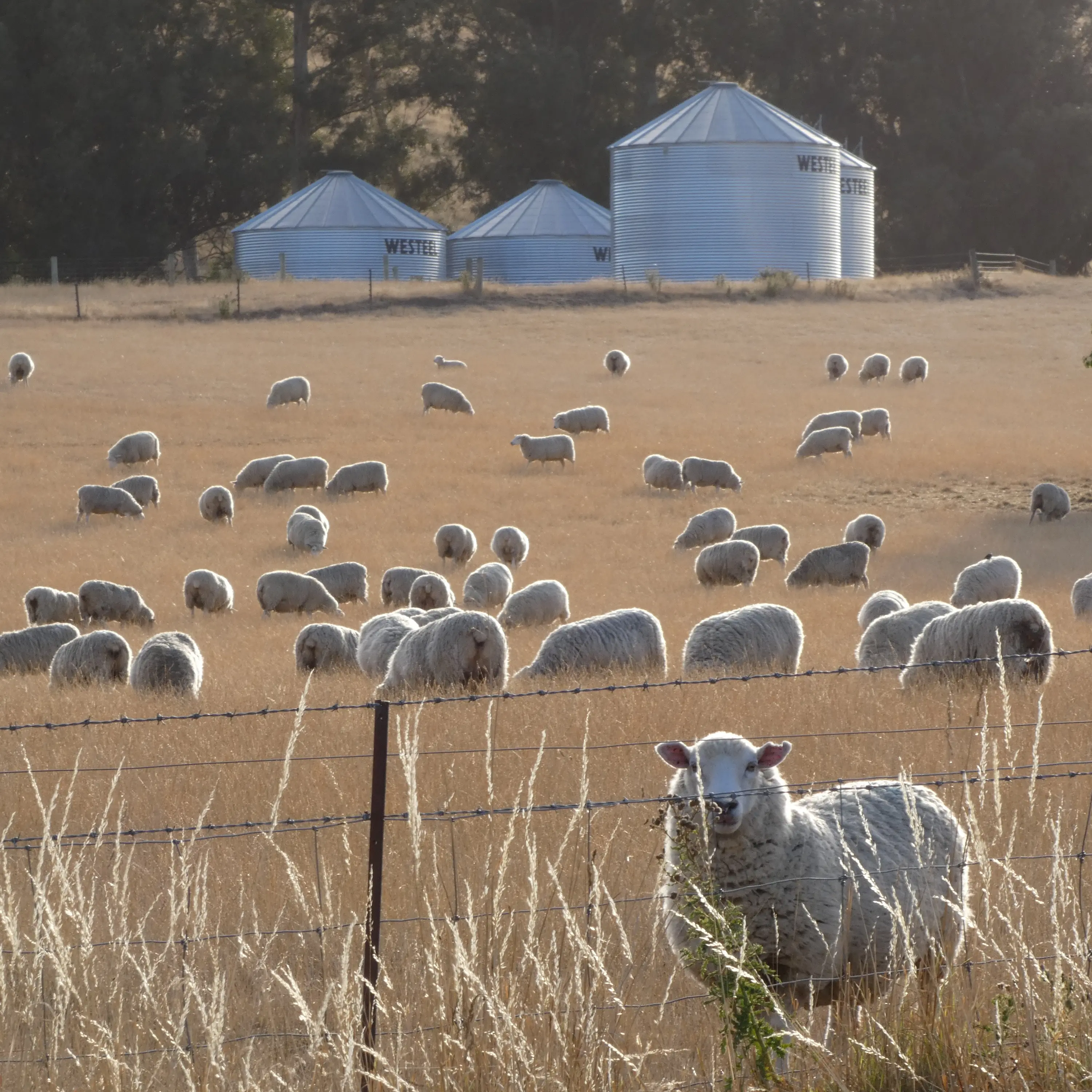 Strong El Niño emerging from record-setting start — farmers advised to plan now to offset losses