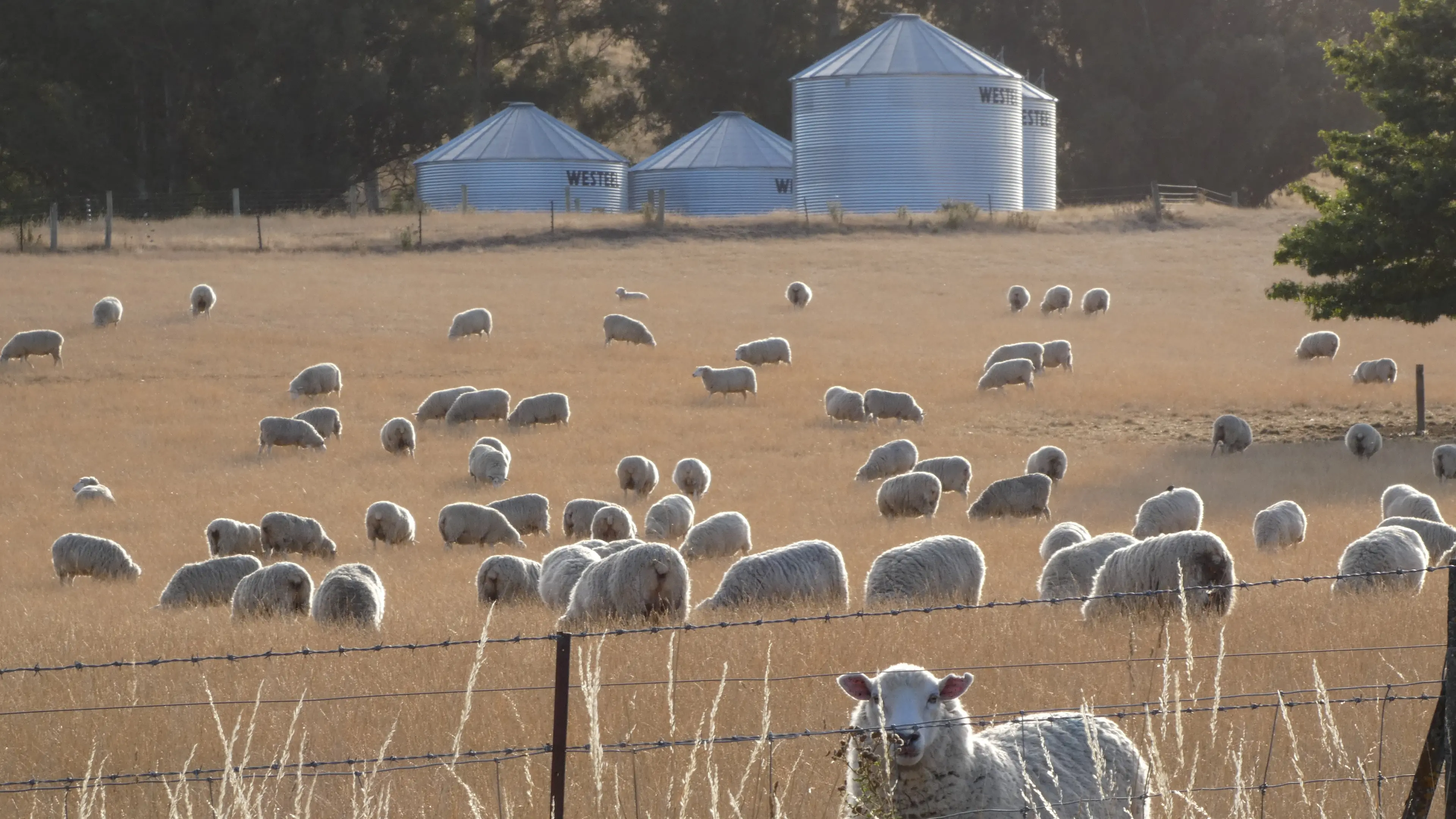 Strong El Niño emerging from record-setting start — farmers advised to plan now to offset losses