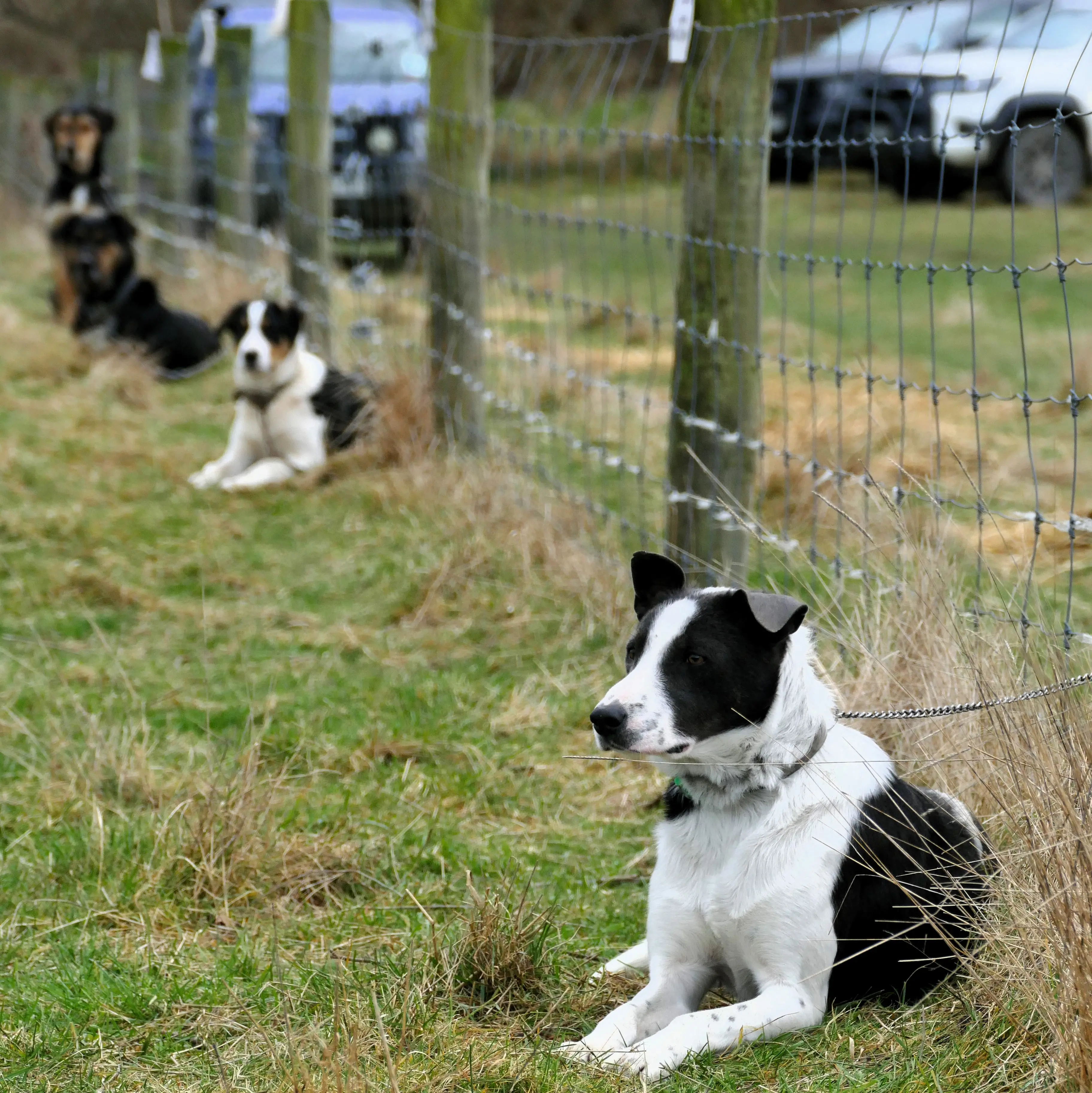 Dog sale to become annual after success