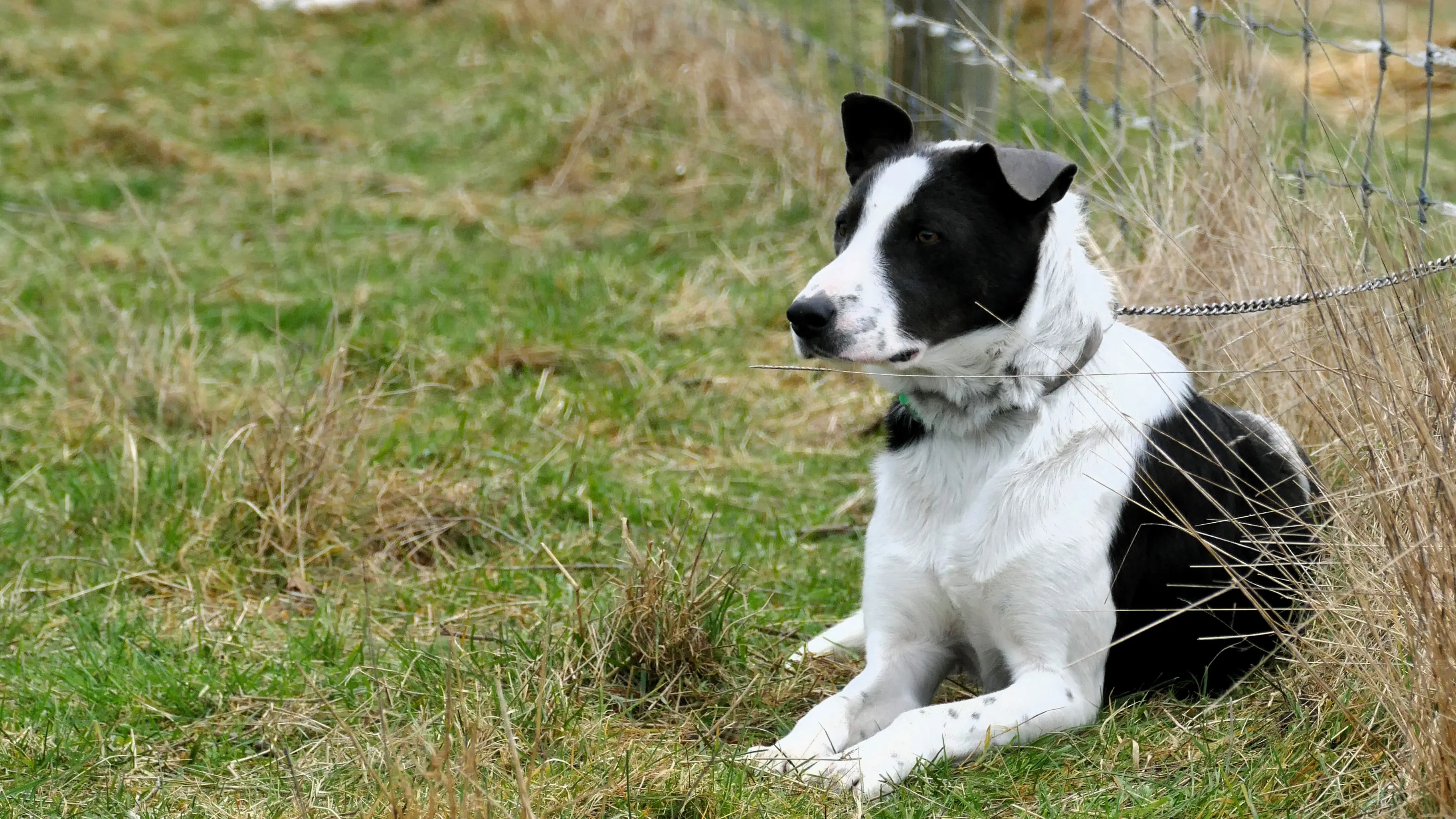 Dog sale to become annual after success