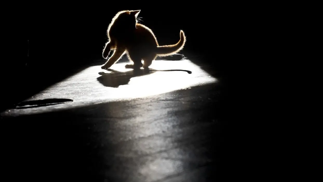 Pet owners urged to be aware of bird flu