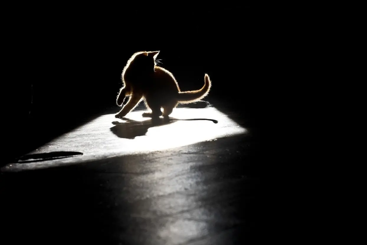 The risk may be low but local pet owners are encouraged to consider the challenges of H5N1 avian influenza by minimising contact with wild birds. Photo: Getty Images