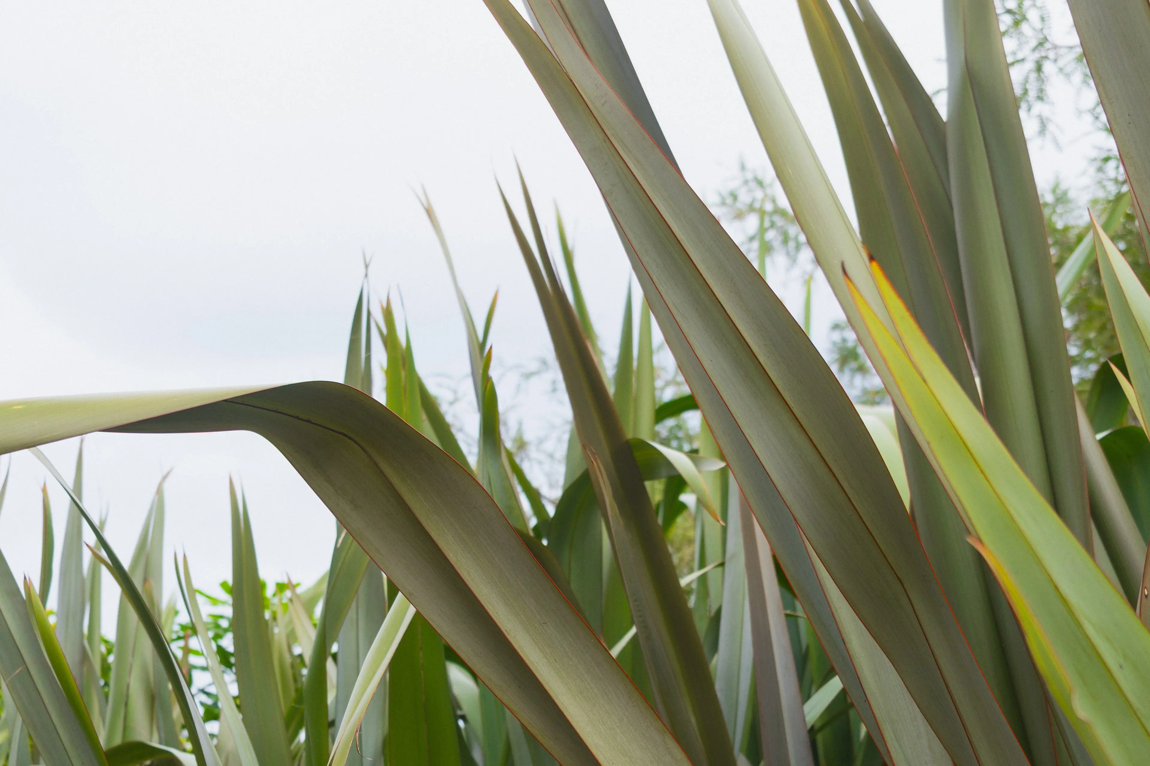 Harakeke at Dunedin Botanic Garden. Photo: Tom Terry