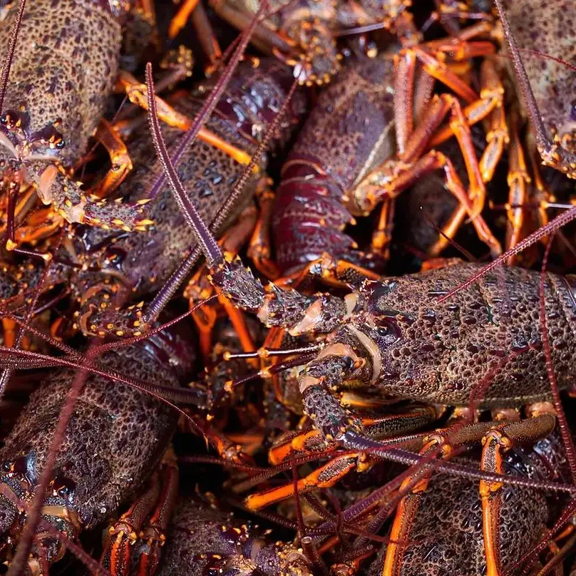 Luxury crayfish trips for five-star Queenstown hotel land diver in hot water