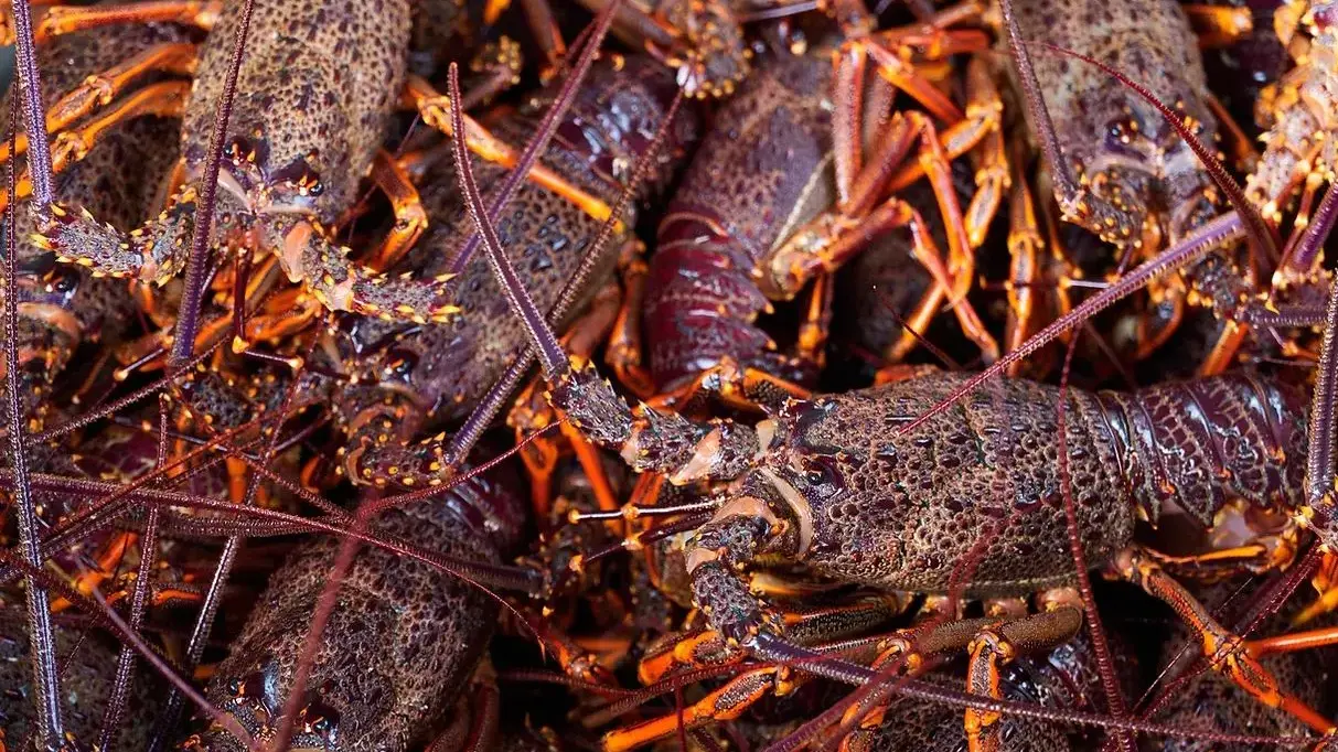 Luxury crayfish trips for five-star Queenstown hotel land diver in hot water
