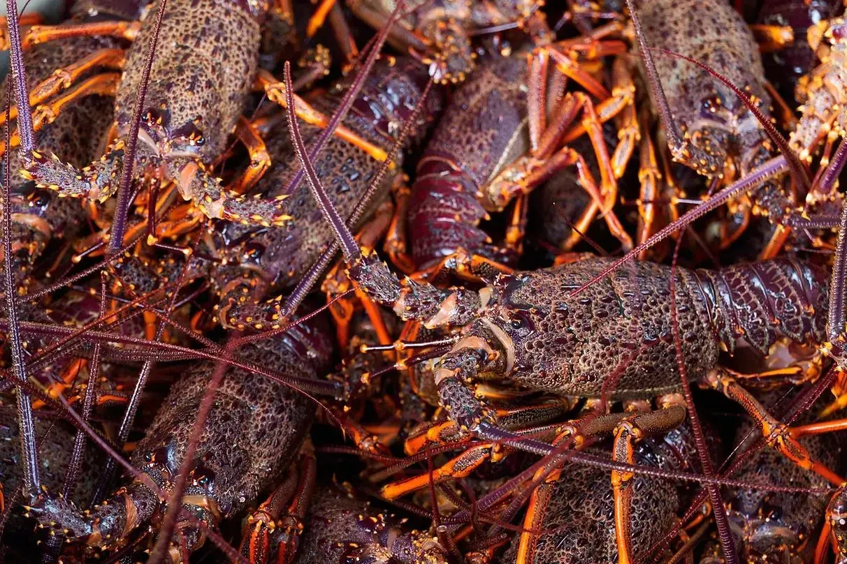 Casey would dive for up to six crayfish before giving an educational talk and posing for photos\\u00A0with guests. Photo: Supplied