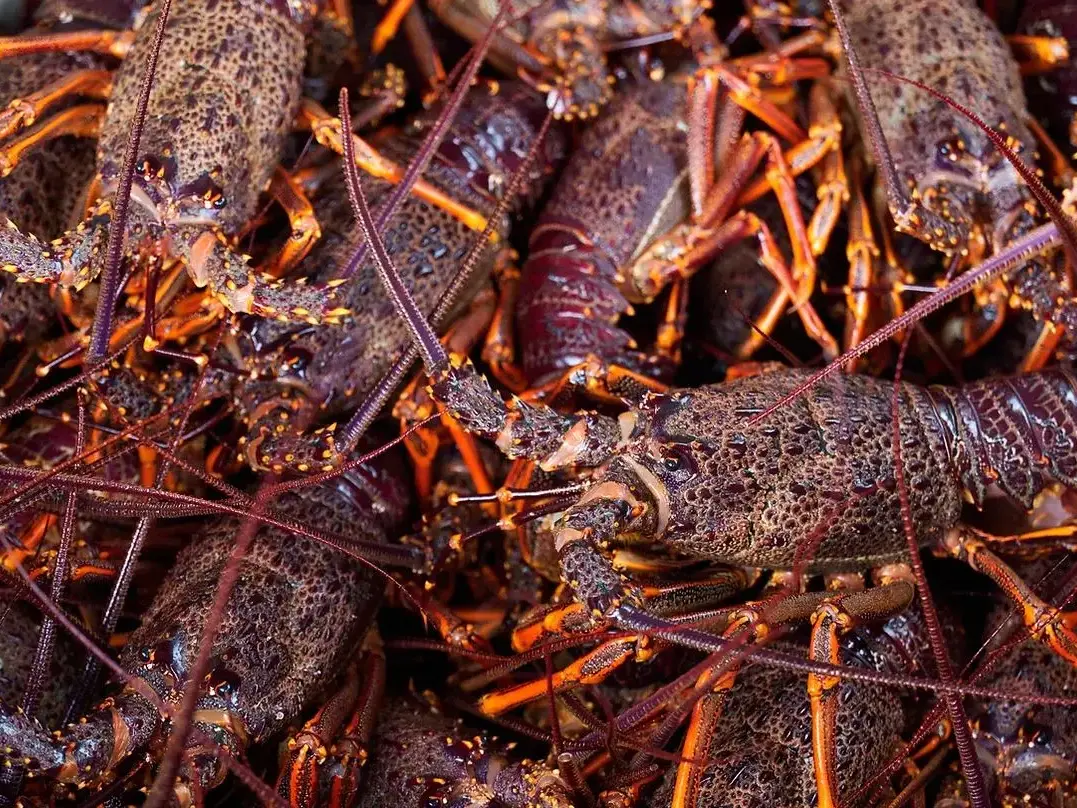 Luxury crayfish trips for five-star Queenstown hotel land diver in hot water