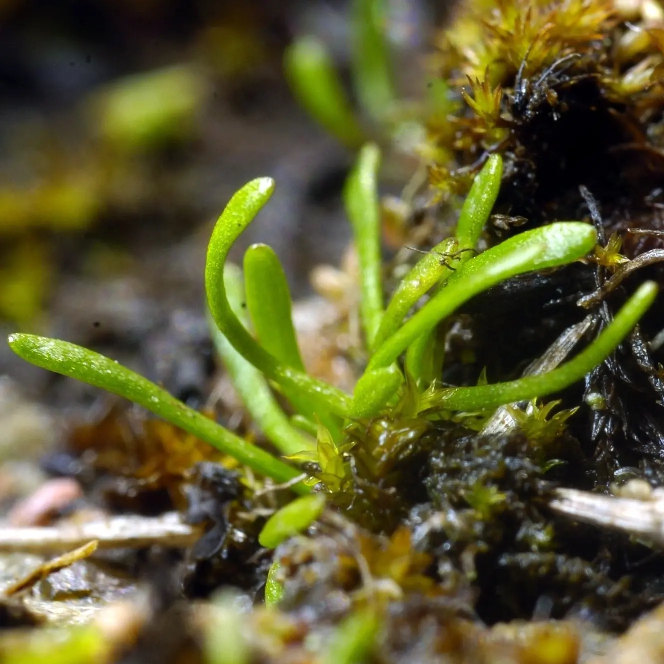 Endangered plants latest road block for Santana on planned mine site