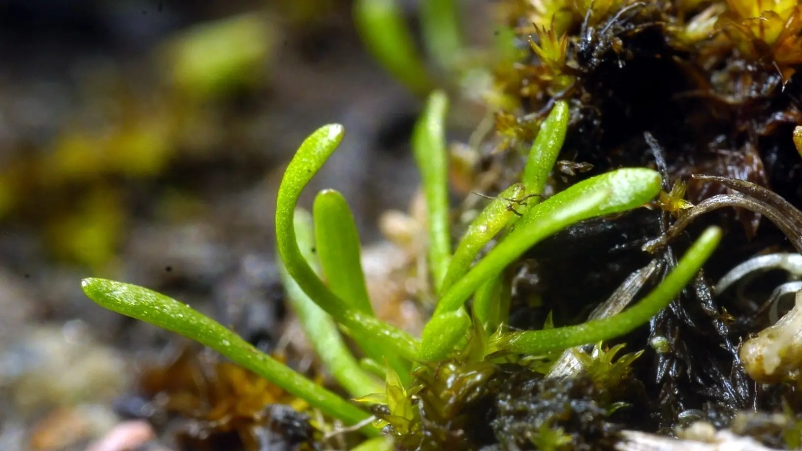 Endangered plants latest road block for Santana on planned mine site
