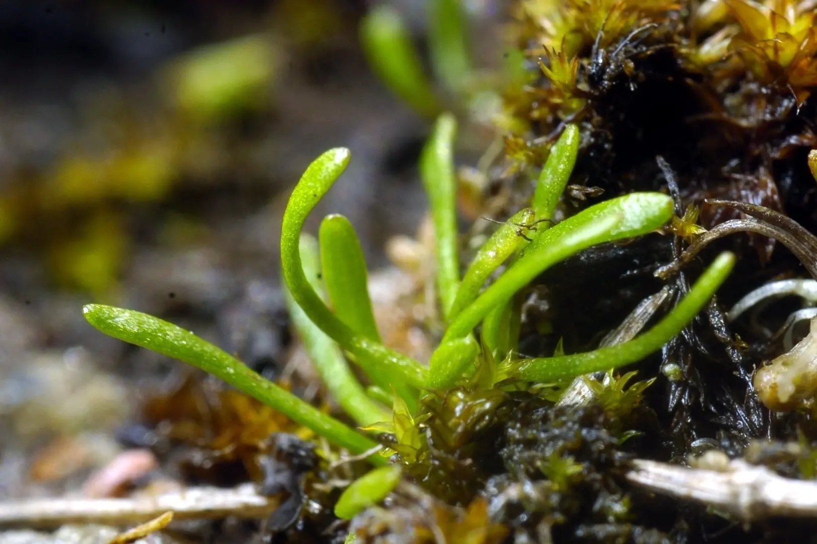 Endangered plants latest road block for Santana on planned mine site