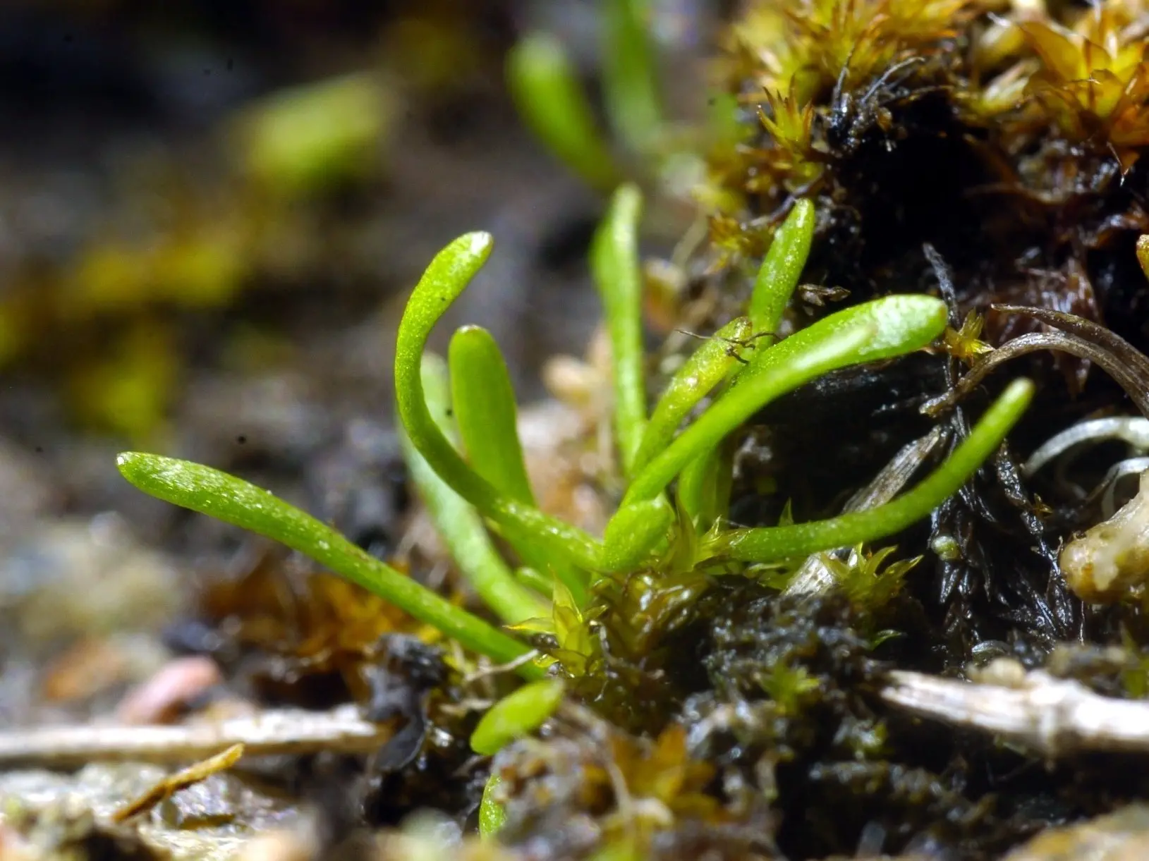 Endangered plants latest road block for Santana on planned mine site