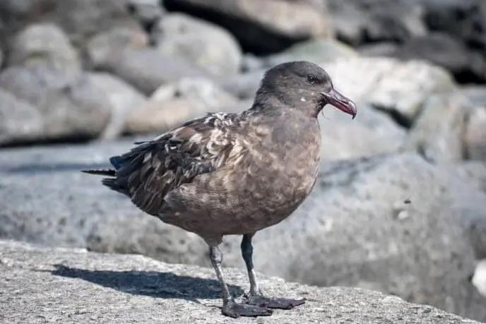 H5 bird flu case confirmed in Tasmania