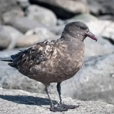 H5 bird flu case confirmed in Tasmania