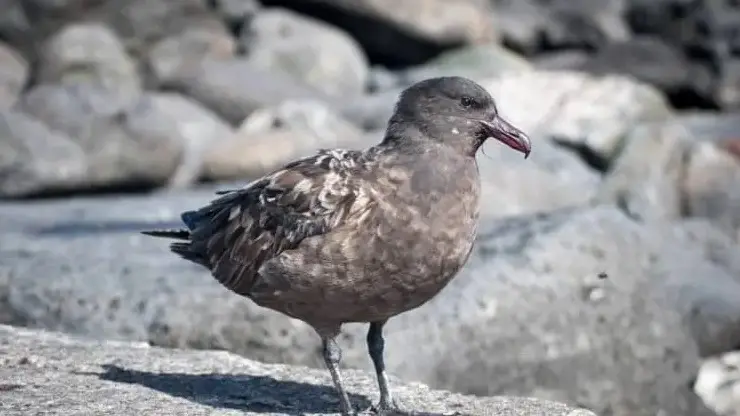 H5 bird flu case confirmed in Tasmania