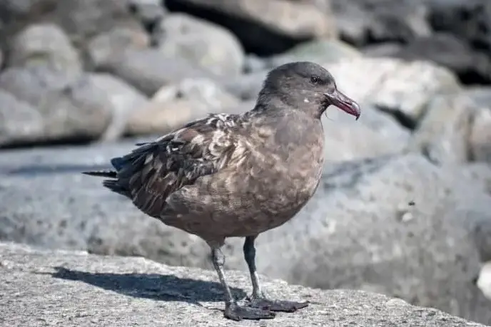 Tasmania has recorded its first case of bird flu after a brown skua was confirmed with the virus. File photo