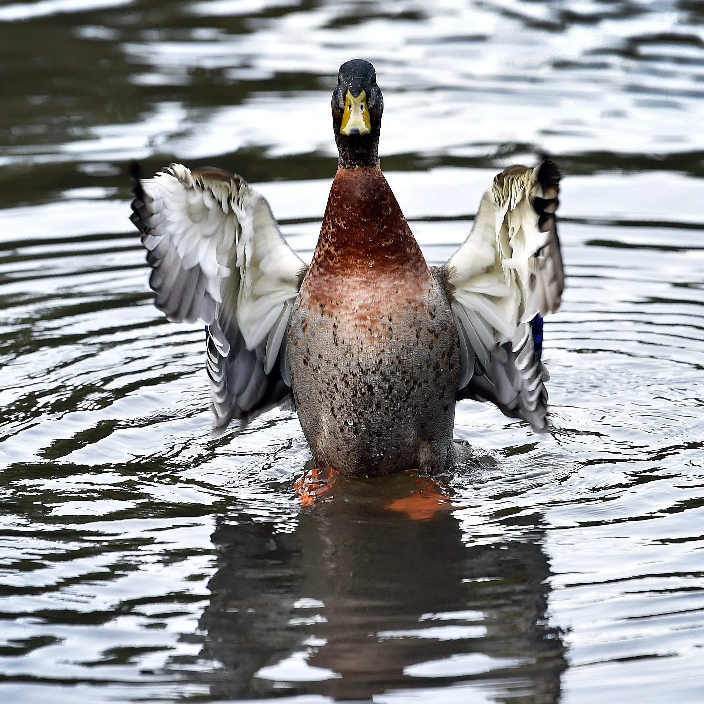 ORC to take the lead but up to landowner to dispose of bird flu-ridden fowl