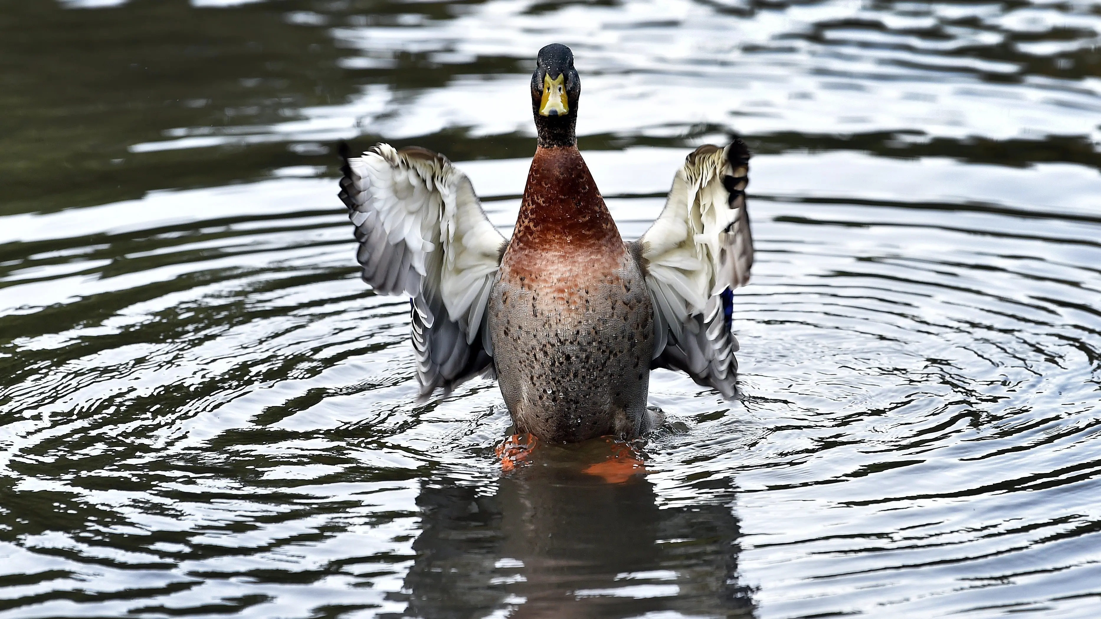 ORC to take the lead but up to landowner to dispose of bird flu-ridden fowl