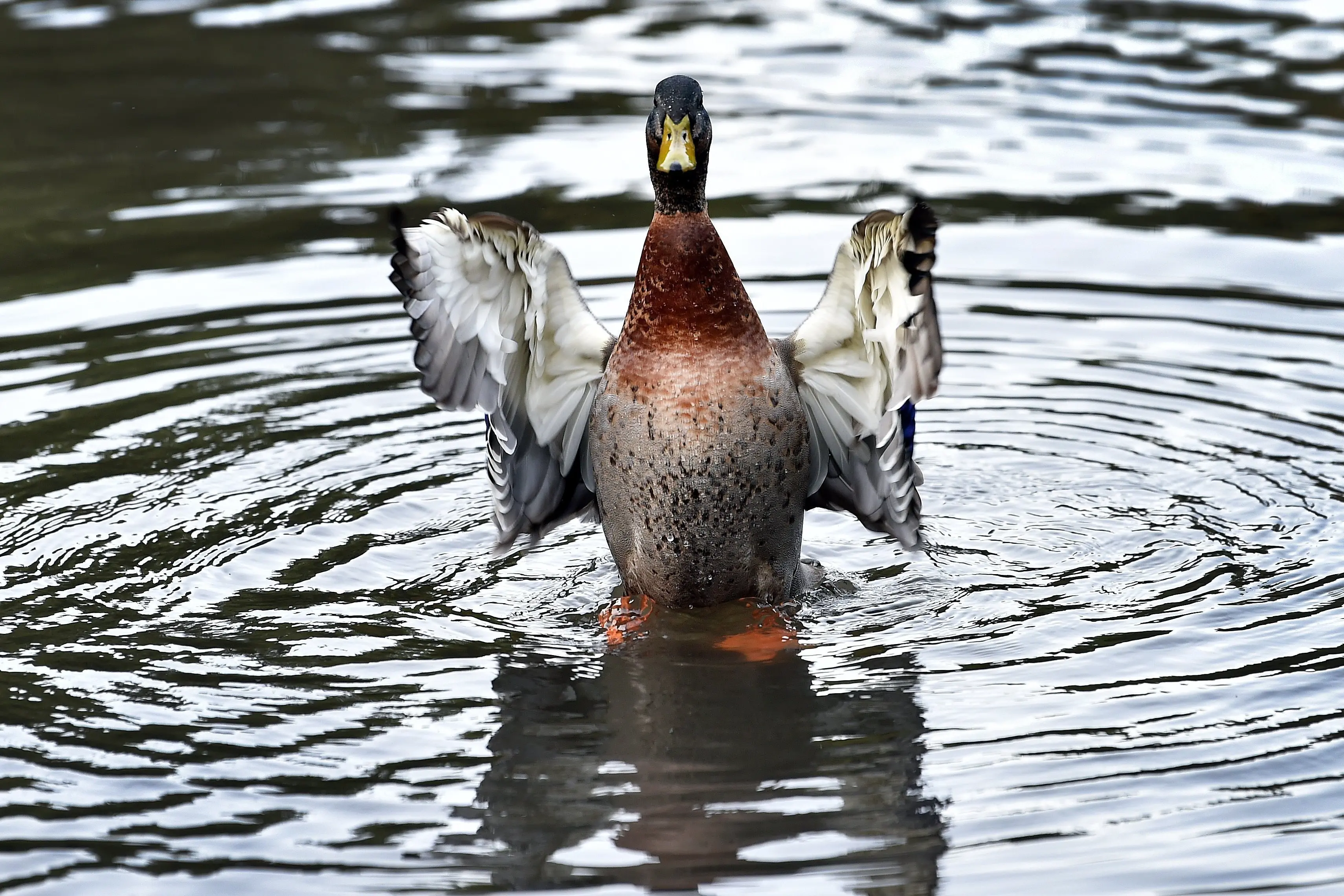 A duck spreads its wings in Dunedin earlier this year. Photo: Peter McIntosh