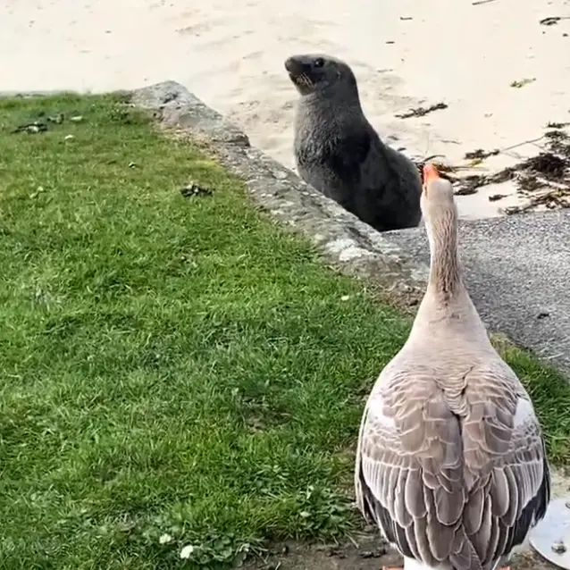 Hiss off: Broad Bay goose defends turf from sea lion
