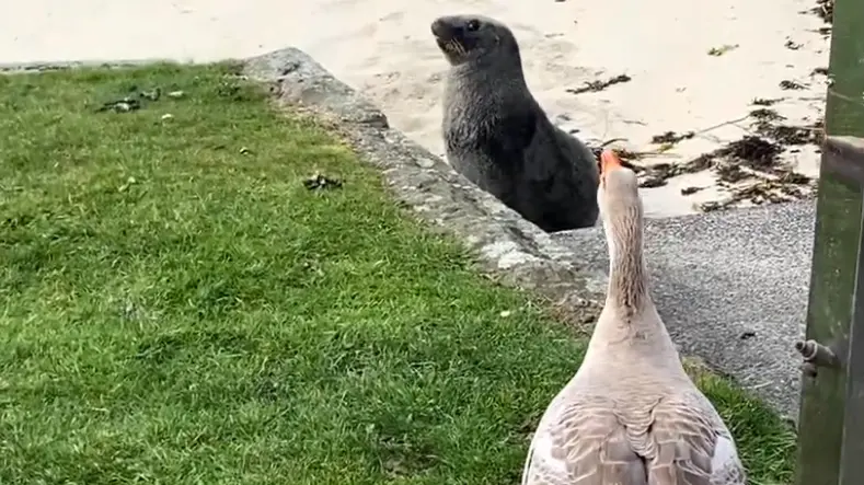 Hiss off: Broad Bay goose defends turf from sea lion