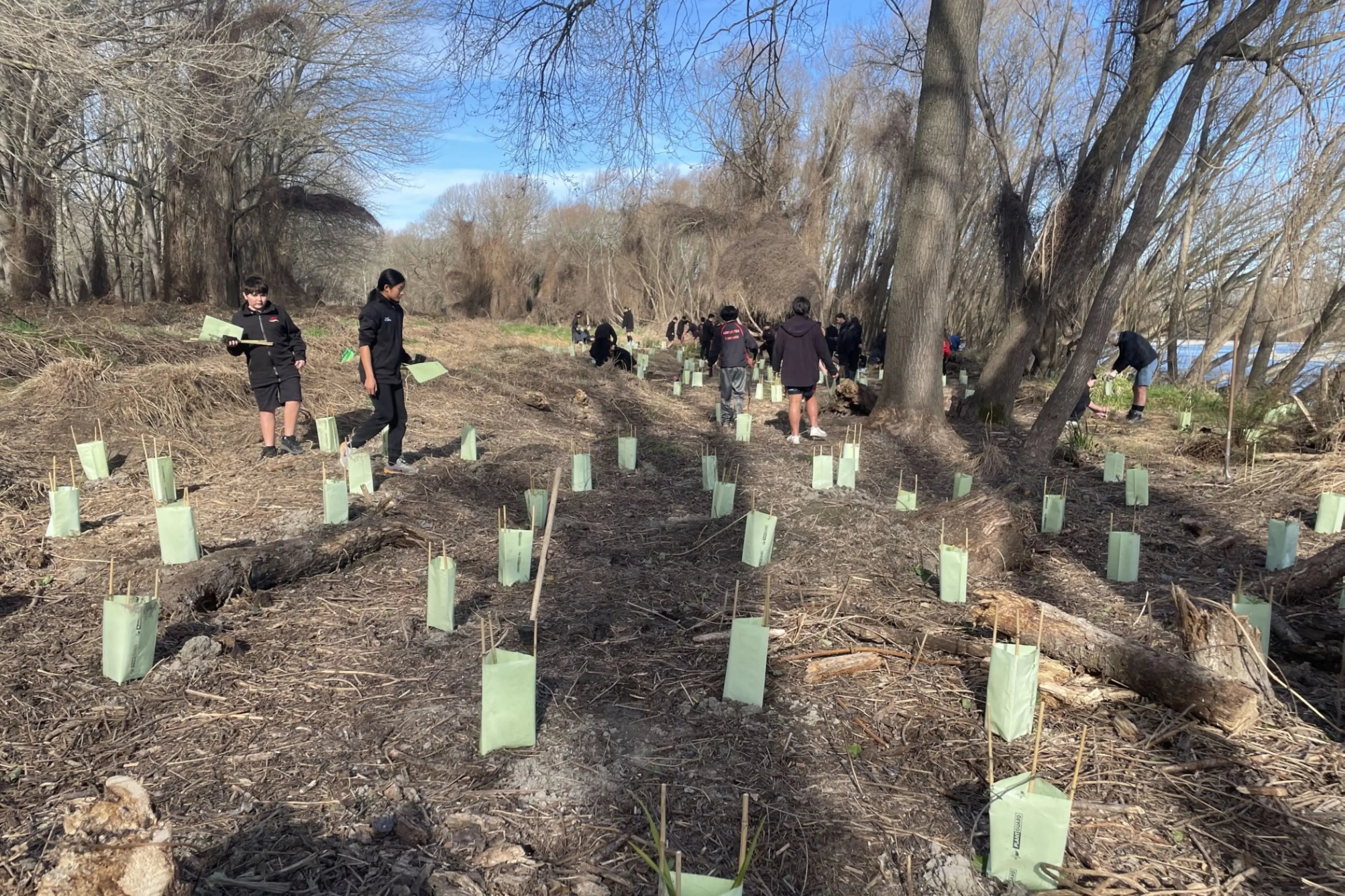 Pupils of Ashburton Borough School, helping Ross Hawthorne with the native plantings along the Ashburton/Hakatere River trail. Photo: Supplied