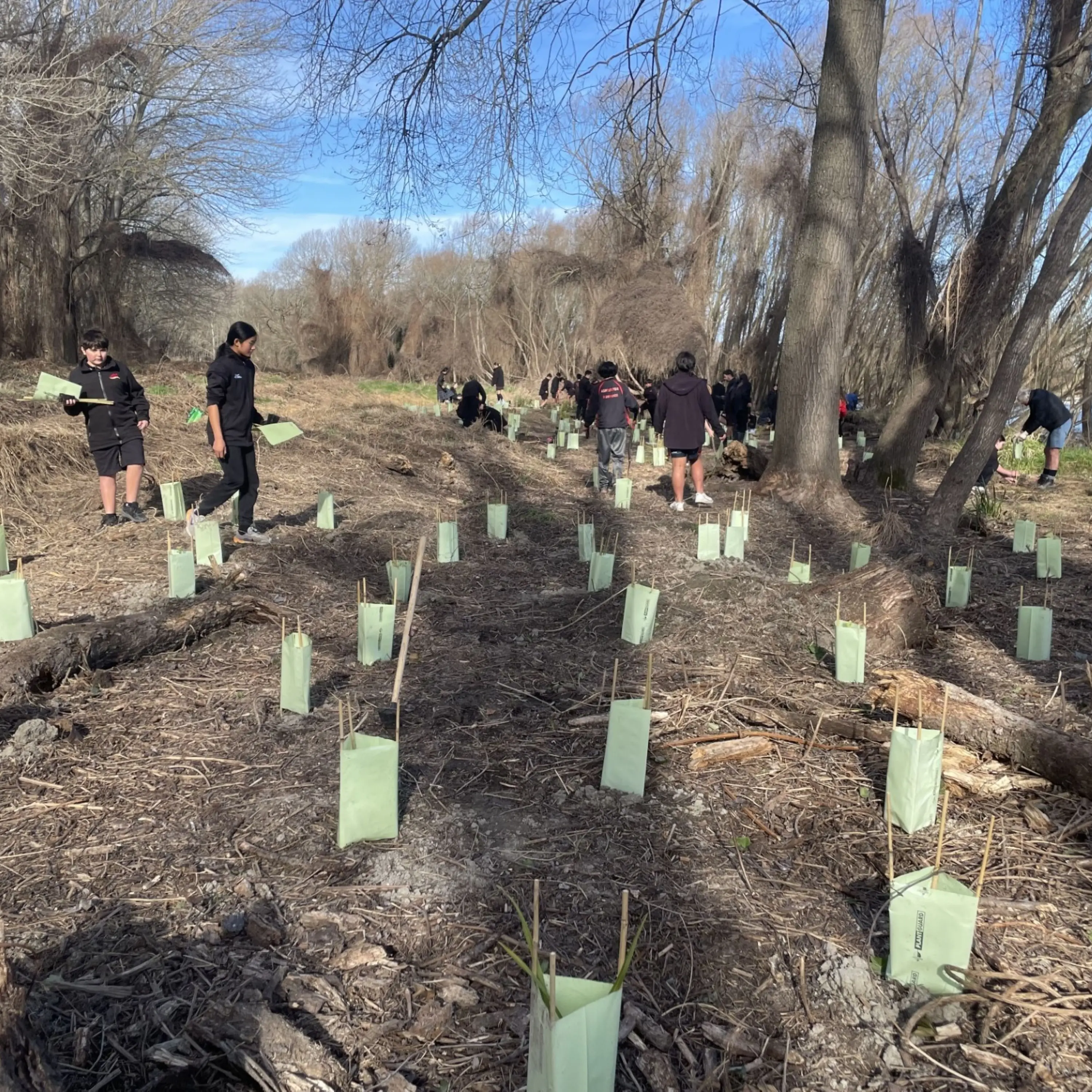 Pupils dig in to plant thousands of seedlings next to river