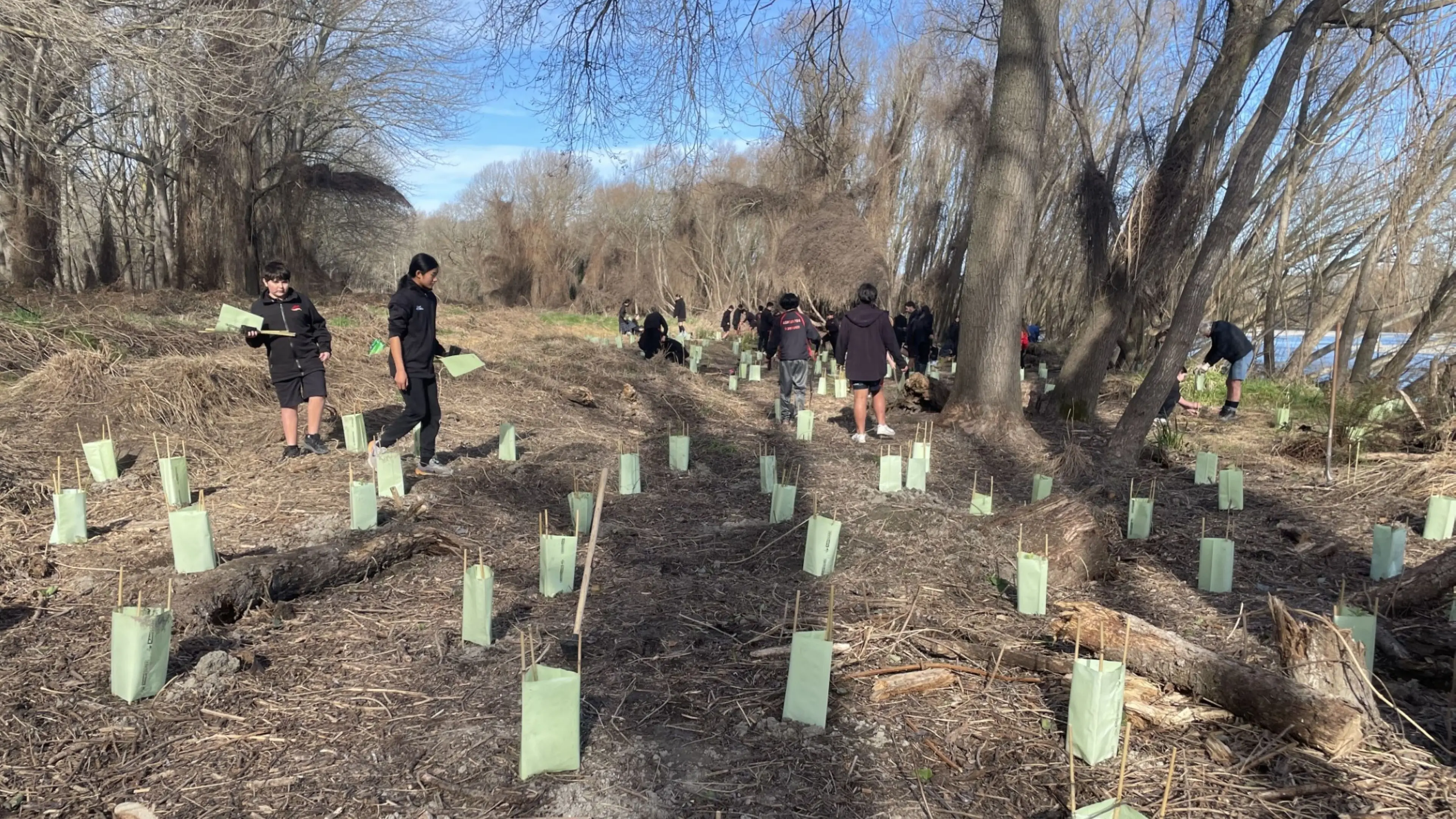 Pupils dig in to plant thousands of seedlings next to river