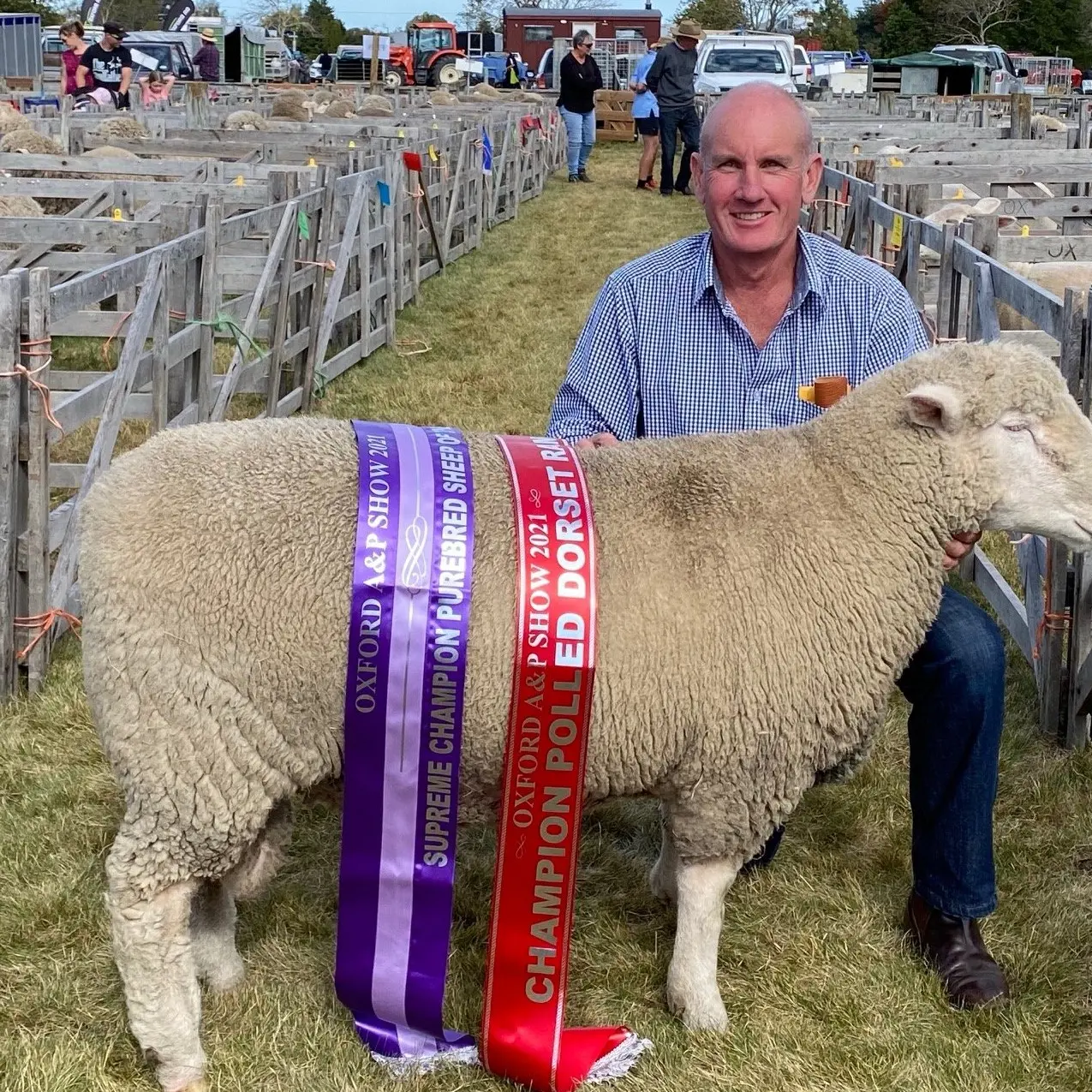 Lambs reaching $460 in Coalgate saleyards put pressure on record books