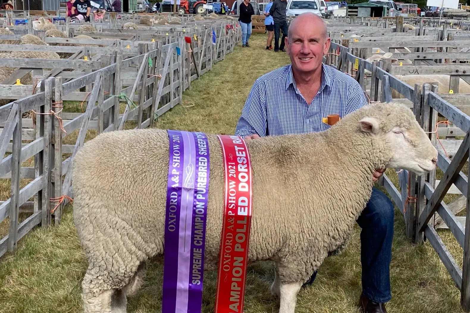 Lambs reaching $460 in Coalgate saleyards put pressure on record books