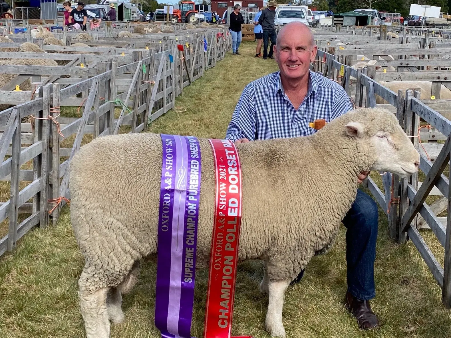 Lambs reaching $460 in Coalgate saleyards put pressure on record books