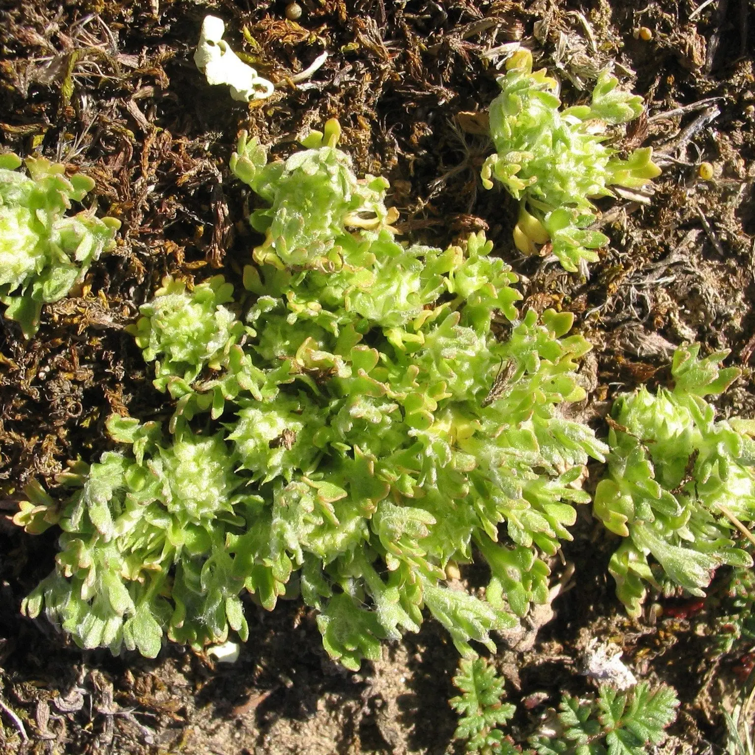 Largest population of irreplaceable, nationally critical plants set to be disturbed by gold mine