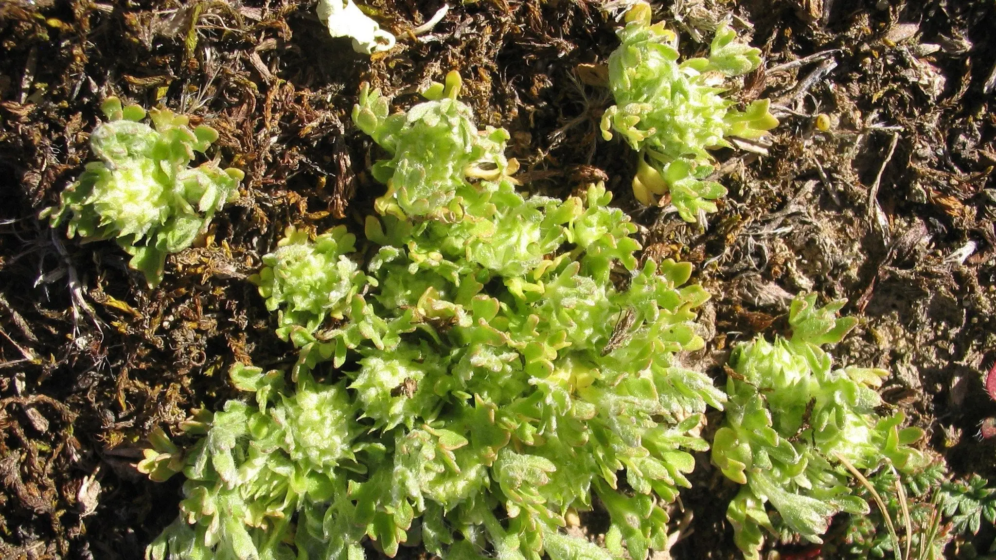 Largest population of irreplaceable, nationally critical plants set to be disturbed by gold mine
