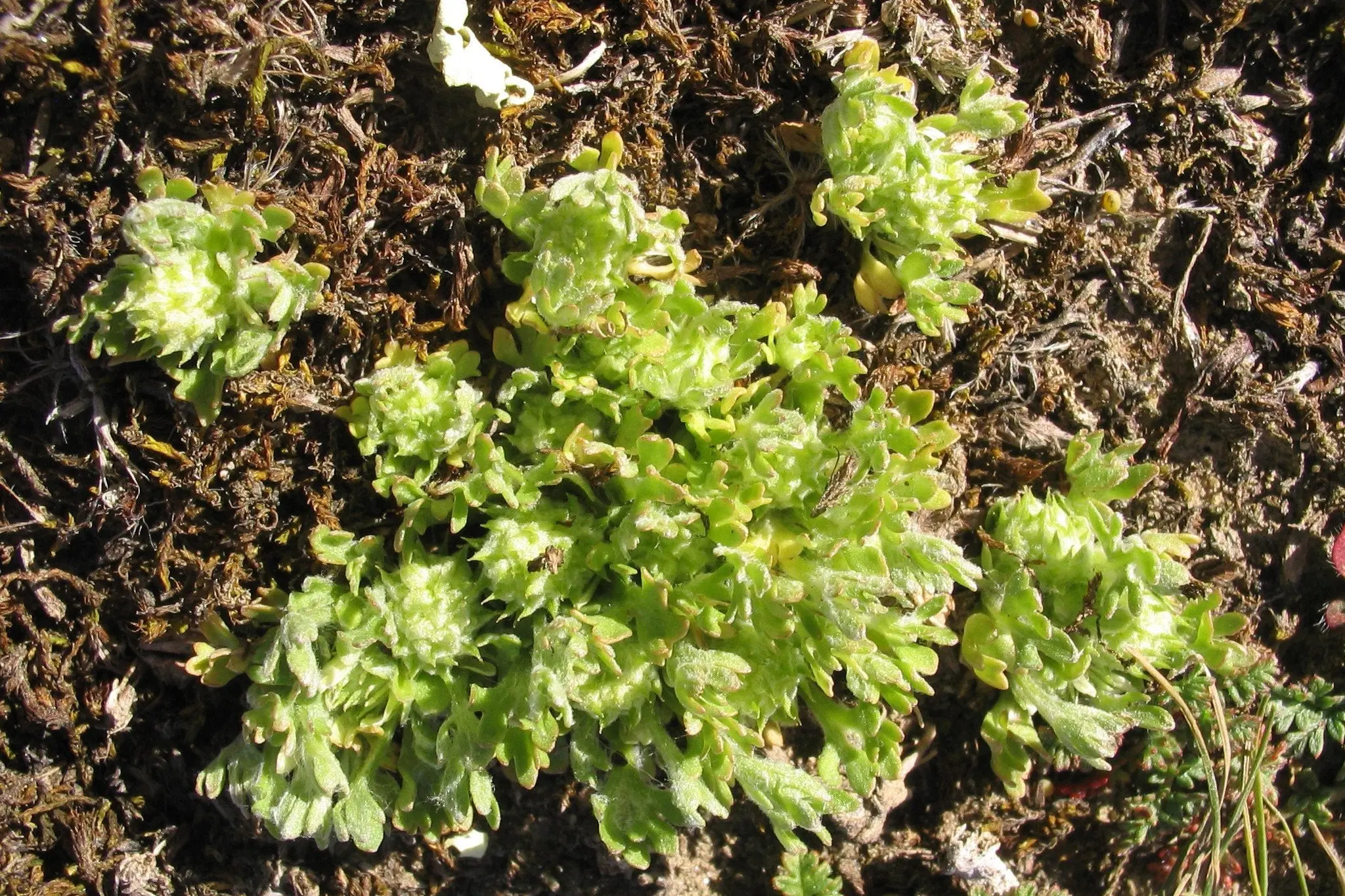 <i>Ceratocephala pungens</i>. Photo: supplied