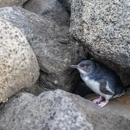 Phillip Island little penguin dies from bird flu