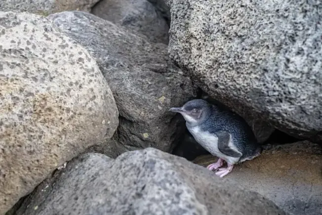A little penguin from Victoria\\'s Phillip Island has died from bird flu. File photo: Getty