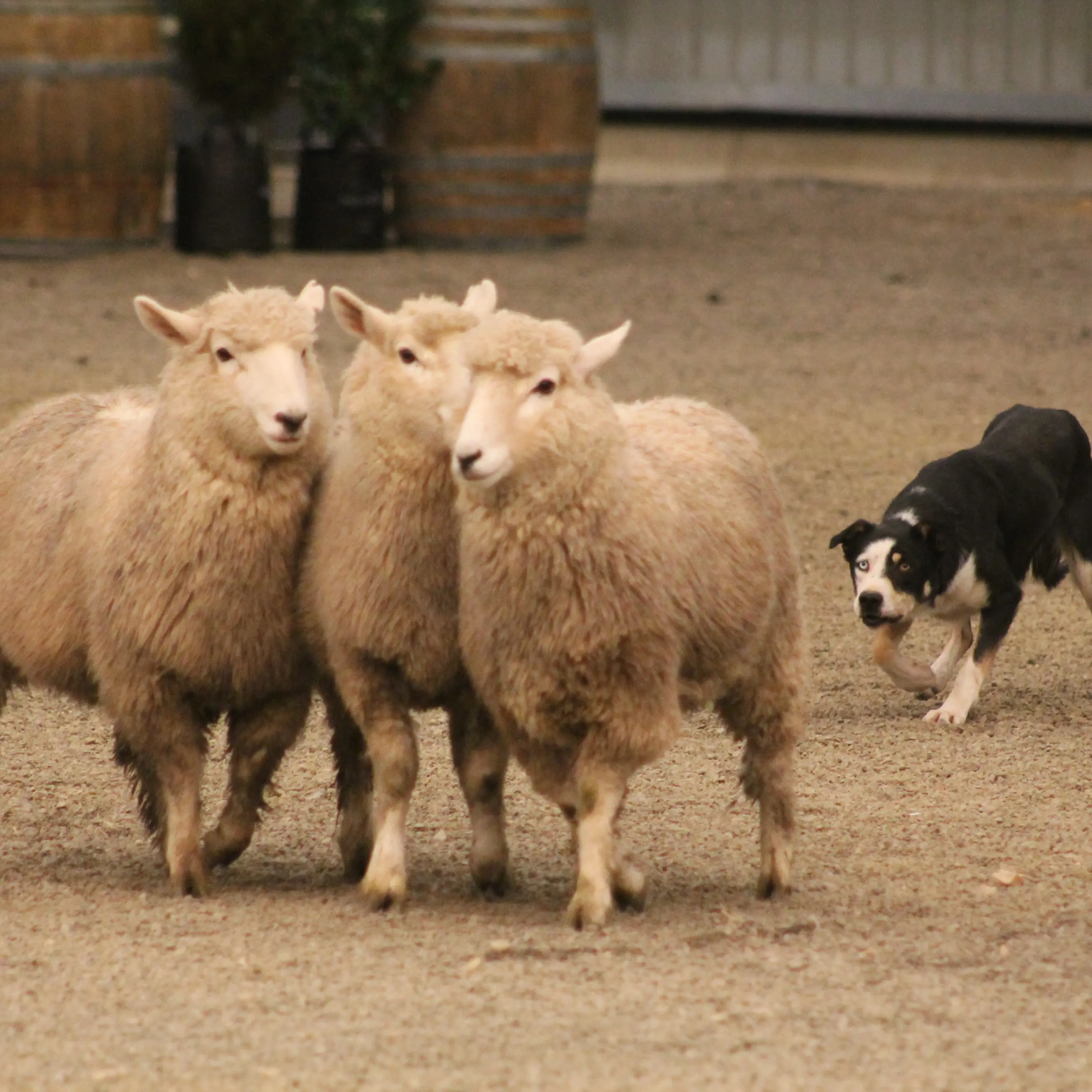 $20,000 raised for charity by dog show