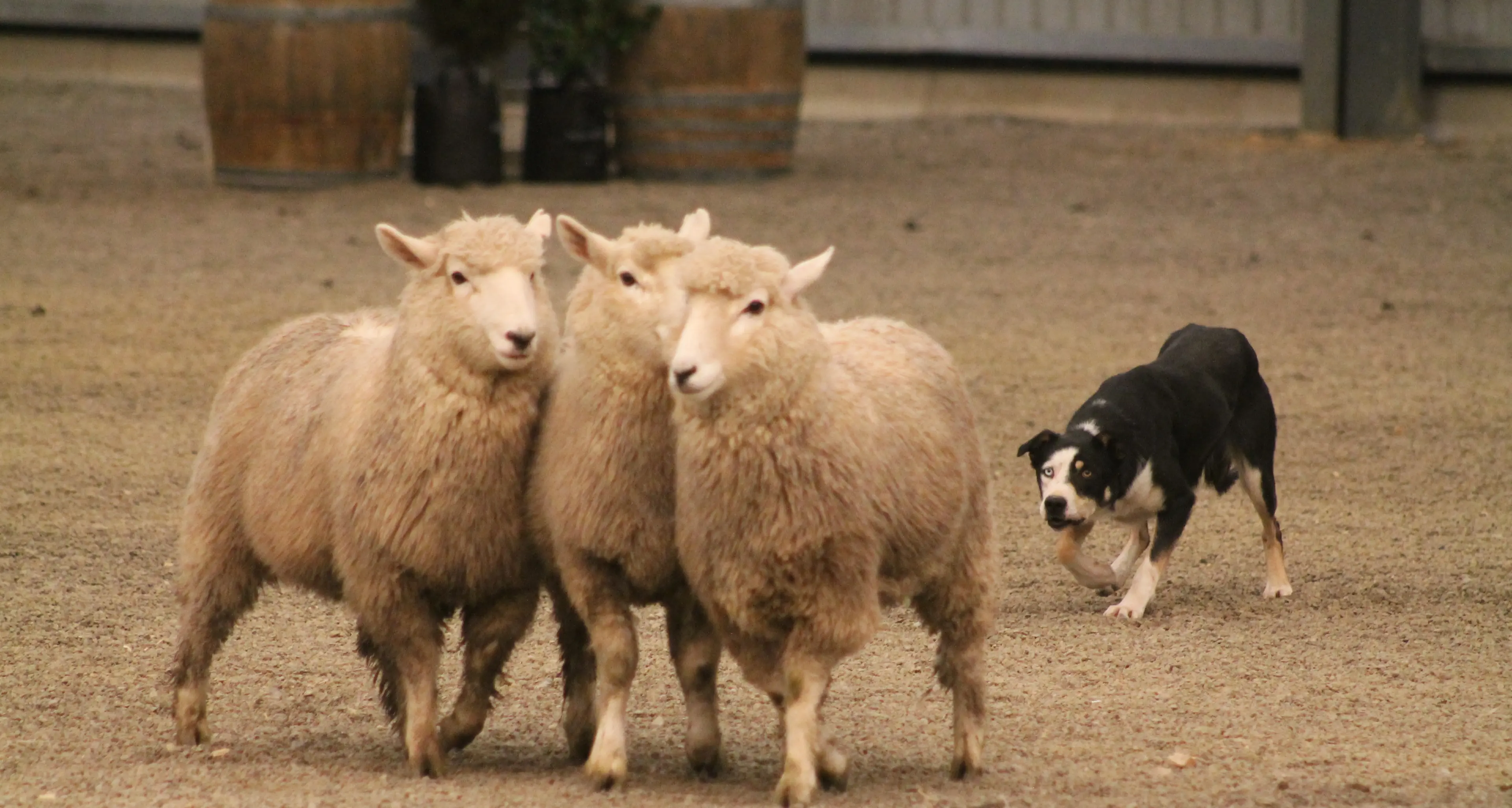 $20,000 raised for charity by dog show