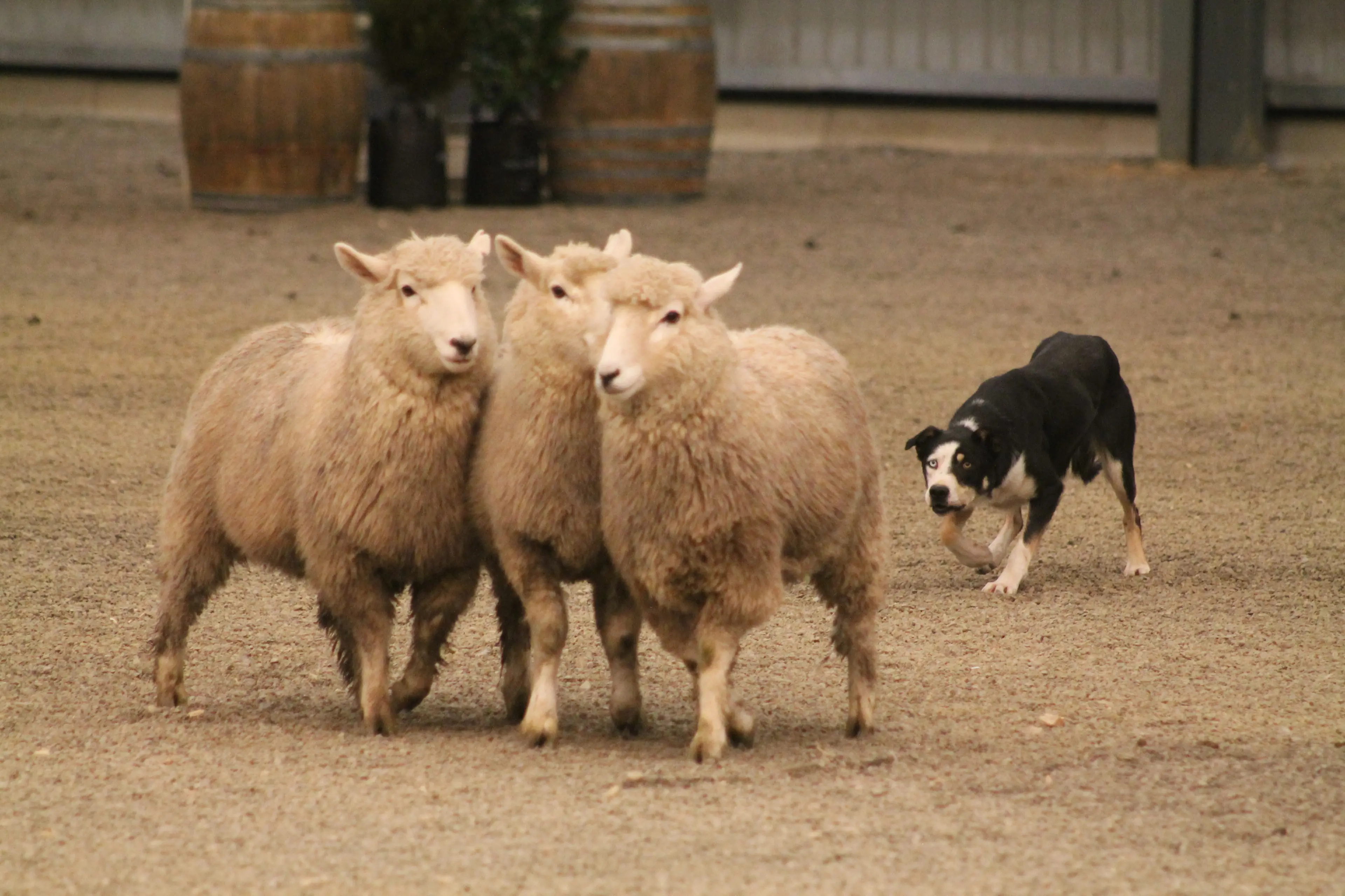 Pure focus on the face of sheepdog Celt, as he debuts for competition under the instruction of trainer Vic Stanley at the Southern Indoor Charity Dog Trial . Photo: Gerrit Doppenberg