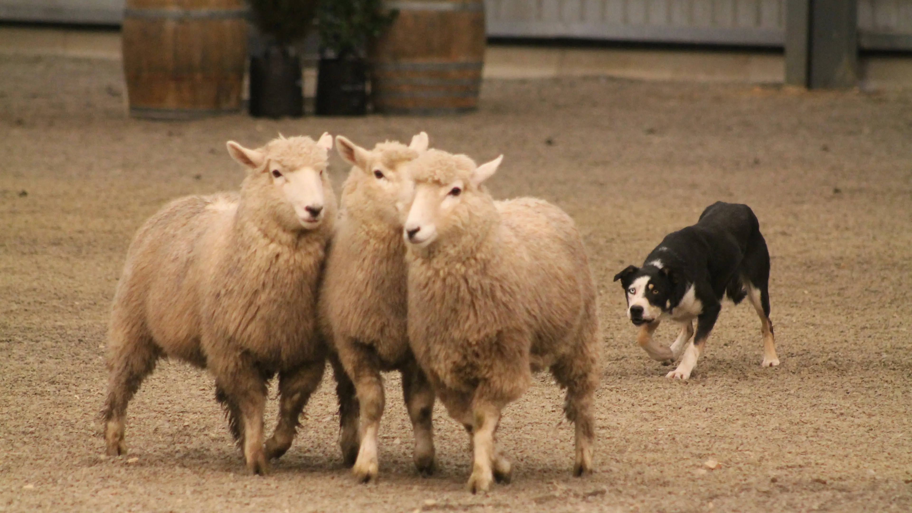 $20,000 raised for charity by dog show