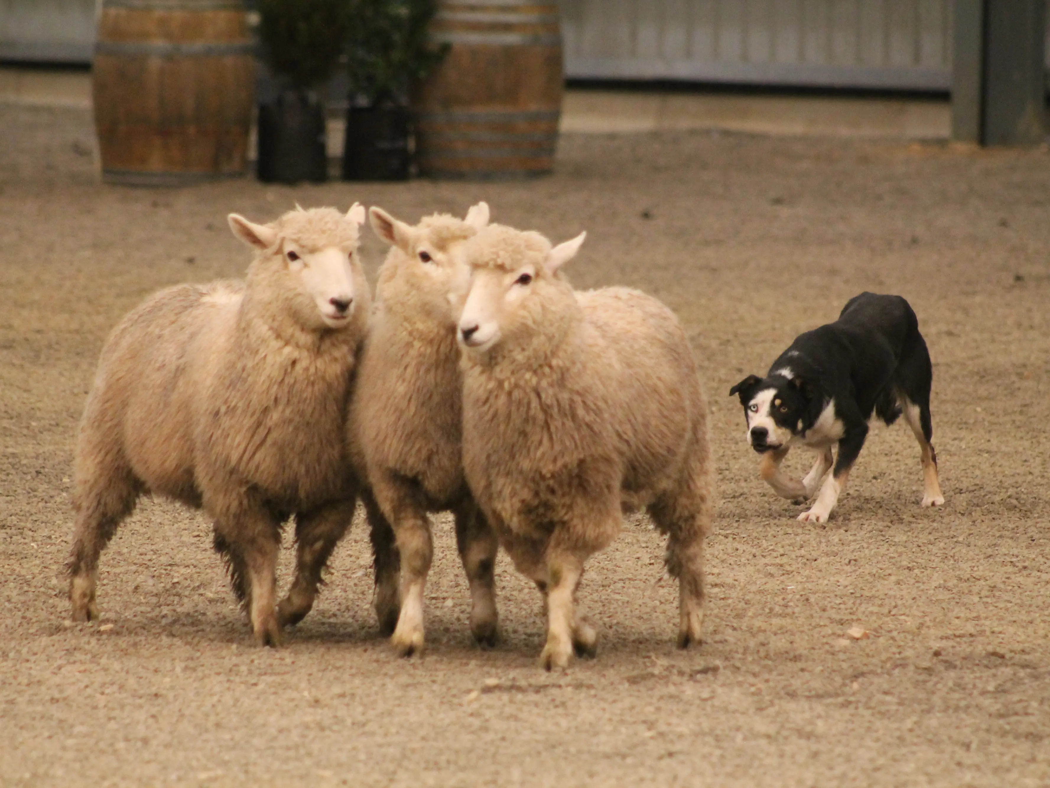 $20,000 raised for charity by dog show