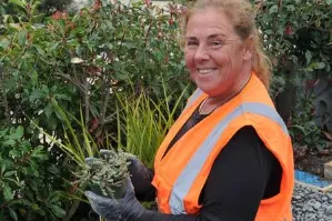 Waimakariri District Council field ranger in the biodiversity team, Kimberley Gorton of South New Brighton, preparing a New Zealand native daphne (pimelea prostrata) plant for one of the four new pollination pathway gardens installed in Rangiora\\u2019s Blake Street last Sunday. PHOTO: SHELLEY TOPP
